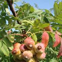 Sorbus domestica fruits